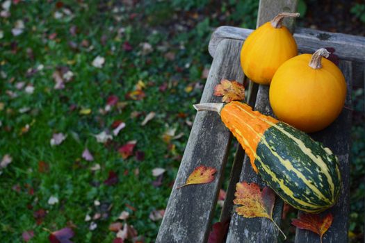 Striped gourd and two yellow ornamental gourds in a fall garden, on a wooden bench with copy space