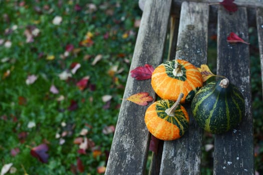 Three small ornamental gourds in an autumnal garden on a rustic wooden bench with copy space
