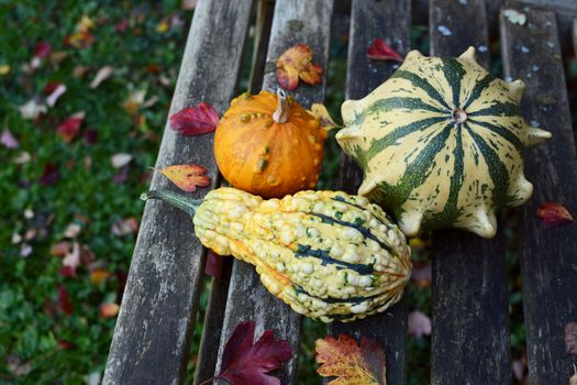 Three unusual warty and colourful ornamental gourds among fallen autumnal leaves on a wooden bench