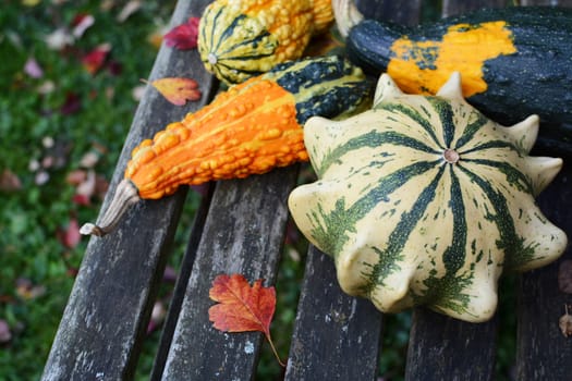 Four ornamental gourds with bright colours and patterns on a rustic wooden garden bench