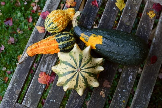Ornamental gourds in different shapes and colours - green, orange and yellow - on a wooden bench among autumn leaves