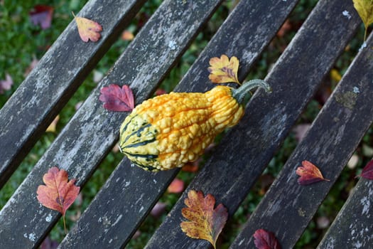Warty-textured yellow and green ornamental gourd among fall leaves on a rustic wooden bench