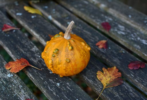 Small orange and green ornamental gourd with fallen autumn leaves on an old wooden bench
