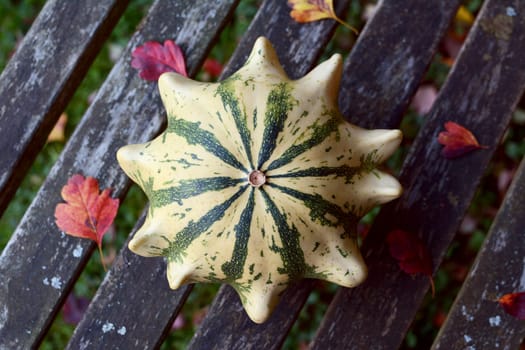 Crown of Thorns ornamental gourd - cream with green stripes - on a weather-beaten wooden bench with red autumn leaves
