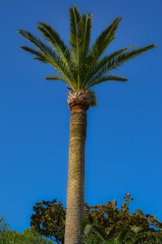 Isolated palm tree in a garden of the island of Crete