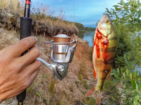 Perch caught on a hook in the hands of the fisherman