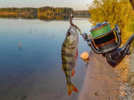 Perch caught on a hook in the hands of the fisherman
