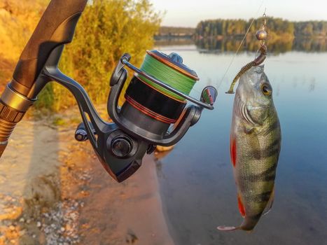 Perch caught on a hook in the hands of the fisherman