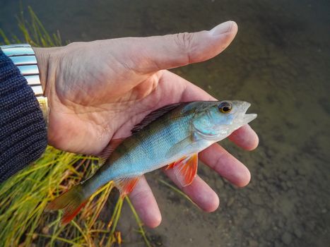 Perch caught on a hook in the hands of the fisherman