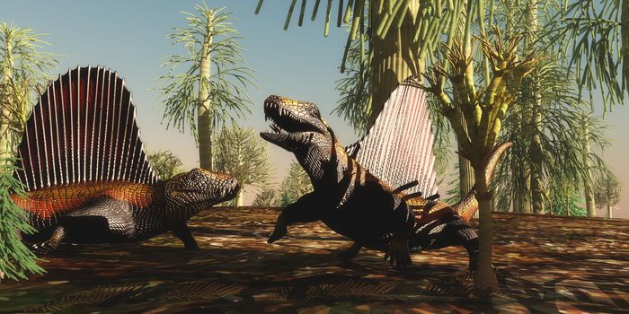 Dimetrodon reptiles have a territorial dispute over which animal is stronger and braver in the Permian Age.