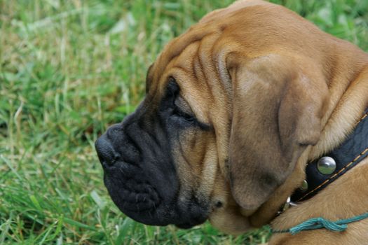 Close up of bullmastiff puppy on a green grass