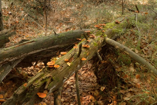 Mushroom spreading on fallen tree in autumn forest