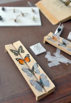 Entomologist office with Tools for Insect Collecting 