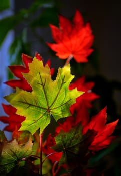 Autumnal maple leaves near windows