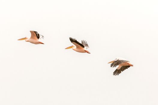 Three Great white pelicans, Pelecanus onocrotalus flying at the lagoon in Walvis Bay in the Namib Desert on the Atlantic Coast of Namibia