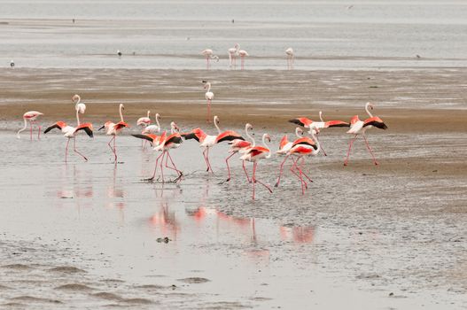 Greater Flamingos, Phoenicopterus ruber roseus, with wings extended, in the lagoon at Walvis Bay in the Namib Desert on the Atlantic Coast of Namibia