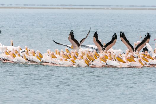 Great white pelicans swimming in formation in the lagoon in Walvis Bay