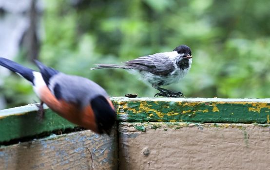 coal tit, the bird with latin name Periparus ater, sitting on the Board