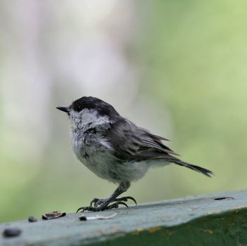 coal tit, the bird with latin name Periparus ater, sitting on the Board