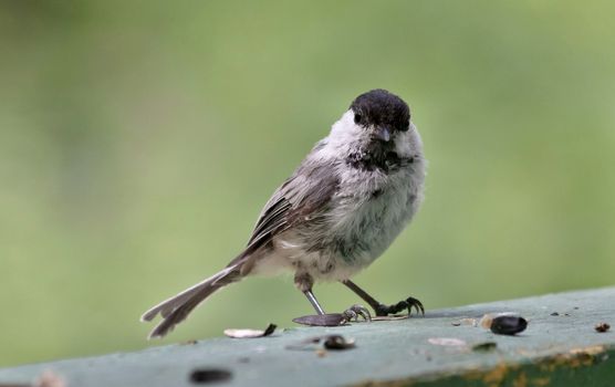 coal tit, the bird with latin name Periparus ater, sitting on the Board