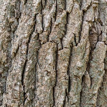 Texture (background) shot of brown tree bark, filling the frame.