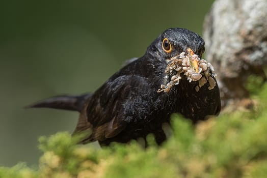 Very close up head photo of a male blackbird with its beak filled with food on seeds and other tasty bits.