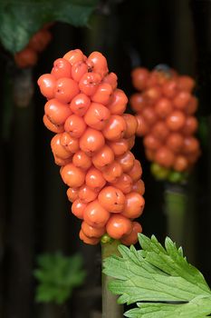 Arum maculatum is a common woodland plant. It is also known as snakeshead, adder's root, arum, wild arum, arum lily, lords-and-ladies, devils and angels, cows and bulls