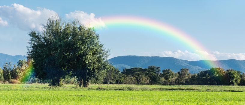 Beautiful green rice field with two big trees, blue sky and rainbow in the mountain background.
