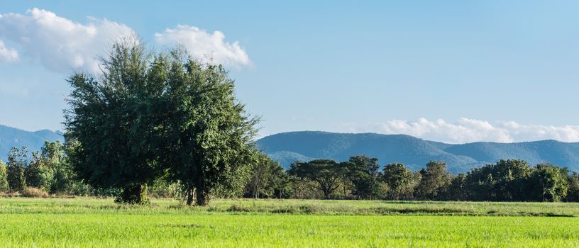 Beautiful green rice field with two big trees and blue sky in the mountain background.
