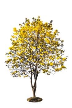 golden tree, yellow flowers tree, tabebuia isolated on white background