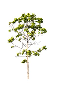 Tree isolated on white background 