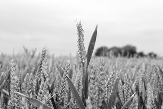 barley crop on an irish farm