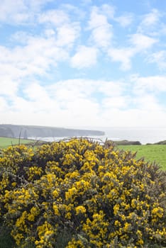 beautiful green fields of county kerry ireland