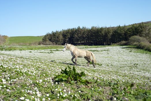 beautiful irish pony in a lush field of daisies