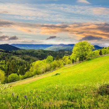 composite rural landscape. fence near the meadow and trees on the hillside. forest in fog on the mountain top in morning light