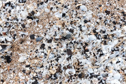 Sea sand with shells. Top view with copy space.