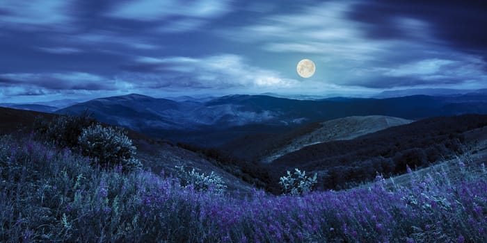 composite landscape with high wild grass and purple flowers on the top of high mountain at night in full moon light