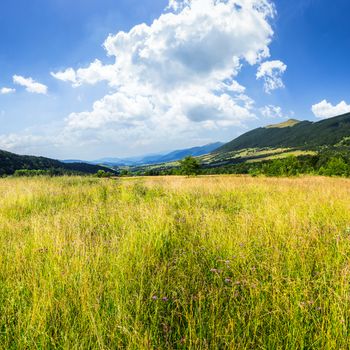 composite mountain summer landscape. Meadow with wild flowers in mountains in morning light