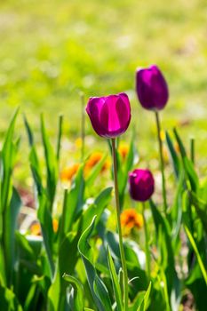 purple tulip on blurred background of green grass in spring garden