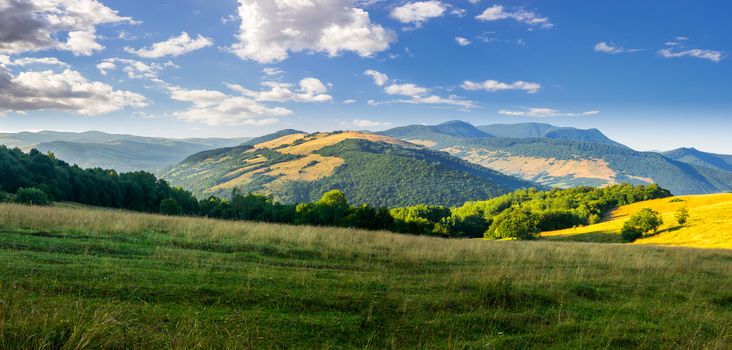 panoramic summer landscape. row of trees on a meadow in high mountains in morning light