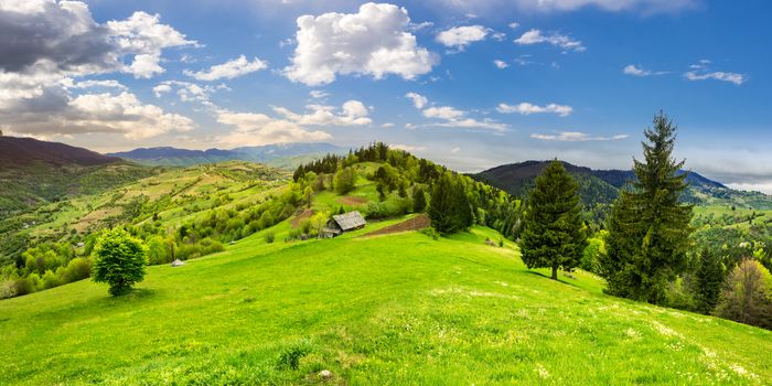 abandoned farm field with ruined barn in mountains near coniferous forest in morning light