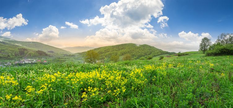 panoramic mountain summer landscape. yellow flowers on hillside meadow near village in mountains in morning light