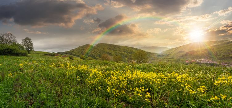 panoramic mountain summer landscape. yellow flowers on hillside meadow near village in mountains in sunset light