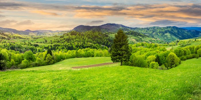 panoramic composite landscape. hillside of mountain range with coniferous tree on a green valley in morning light