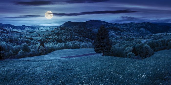panoramic composite landscape. hillside of mountain range with coniferous tree on a green valley at night in full moon light