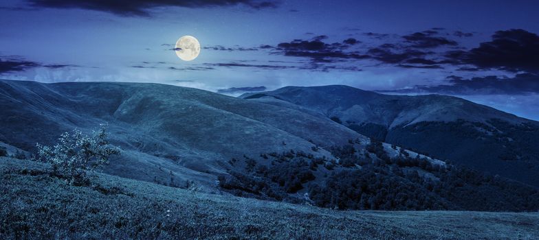 panoramic summer landscape with few trees  on the grassy hillside meadow near the forest in mountain at night in full moon light