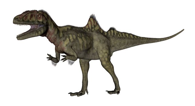 Concavenator dinosaur roaring isolated in white background - 3D render