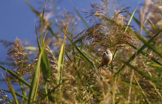 Bearded reedling, panurus biarmicus, in the reeds by day
