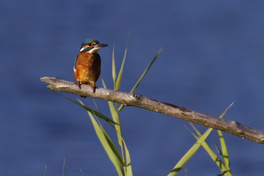 Eurasian, river or common kingfisher, alcedo atthis perched on a branch by day, Neuchatel, Switzerland