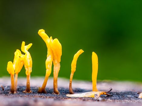 Dacryopinax spathularia,an edible jelly fungus,grows on rotting wood with defocus of green moss background